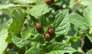 Nový listový insekticíd pre repku