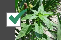 Použite tento 4-kontrolný zoznam pre 97%-plus kontrolu Waterhemp