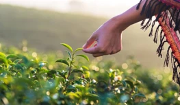 CropLife India požaduje 5-ročnú ochranu údajov, varuje pred zúžením možností