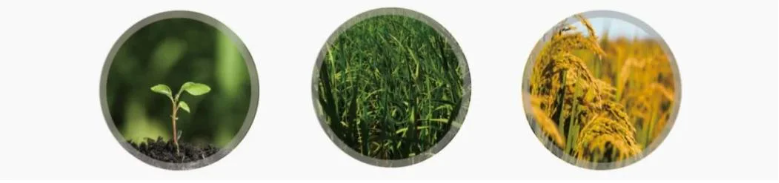 product-779-183 product-779-183